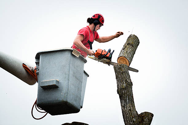 How Our Tree Care Process Works  in  Olympia, SC